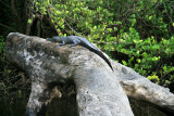 Crocodile