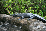 Closer look at croc