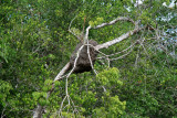 Termite nests abound in the trees