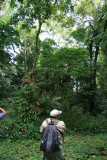 Carlos spots Howler Monkeys