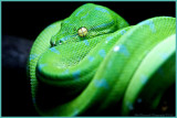 Green Tree Python