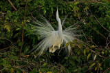 Great Egret in breeding plumage-courtship display