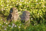 Burrowing Owl  29995.jpg