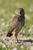 Burrowing Owl  30017.jpg
