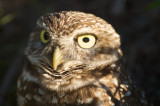 Burrowing Owl  30022.jpg