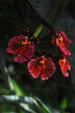 Red Oncidium