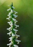 Spiranthes Florida Native orchid