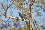 White Crowned Pigeon-a rare bird found only