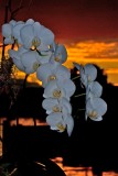 Phals in Sunset