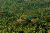 Big Parrotfish Photo copy