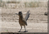 Roadrunner