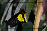 Cairns Birdwing