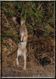 Rabbit IMG_5667