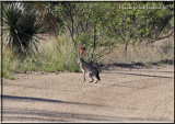 Black-tailed Jackrabbit