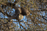 Great Horned Owl Flight IMG_4004