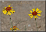 Blanketflower