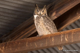 Great Horned Owl Pair