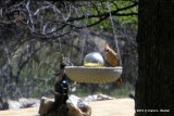 Female Northern Cardinal