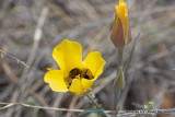 Mariposa Lily / Desert Mariposa