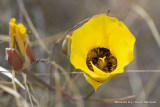 Mariposa Lily / Desert Mariposa