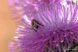 Bee in Thistle IMG_4789