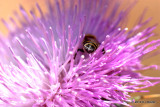 Bee in Thistle IMG_4774