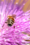 Bee in Thistle IMG_4773