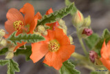 Globemallow (Malvaceae)