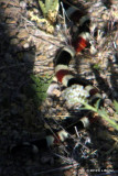 Sonoran Coralsnake 3 of 3