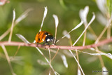 Lady Beetle  2 of 3