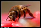 Arizona Nectar Bee