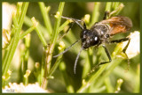 Brachonid Wasp