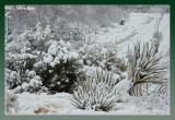 Cactus in Snow