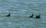 Ring-necked Duck and Coots
