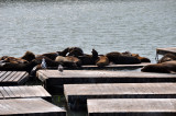 Pier 39 Seals - 4