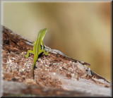 Green Anole