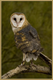 Barn Owl 1