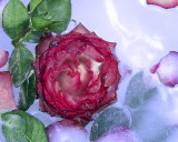 Frozen Rose