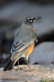 American Robin, Ft Davis