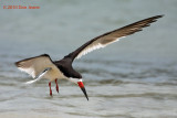 Black Skimmer, Rockport