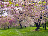 cherry blossoms