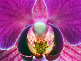 essence of orchid