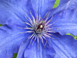 urchin blue