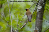 cedarwaxwing62.jpg