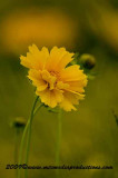 coreopsis1.jpg