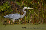 blueheron432.jpg