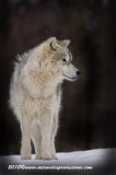 arcticwolf62.jpg