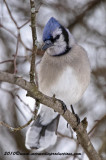 bluejay207.jpg