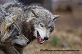 timberwolf173.jpg