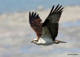 Ospreys & Falcons in flight / Balbuzards et Faucons en vol